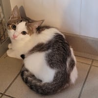Waka, chat à adopter