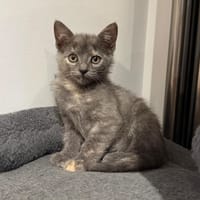 BLUE, chatte à adopter