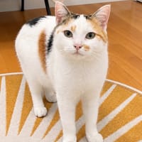BIBO, chatte à adopter