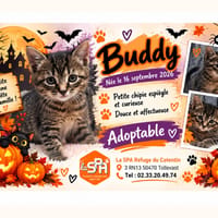 Brandy /Buddy (Réservée), chatte à adopter