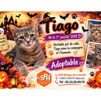 TIAGO, chat à adopter