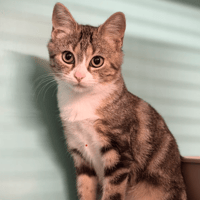 MIAOUSSINI LE MAGNIFIQUE, chat à adopter