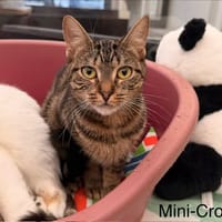 Mini crotte, chatte à adopter