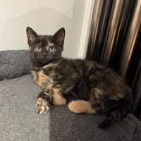 Billie, chatte à adopter