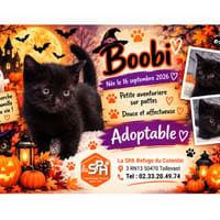 BERYL / BOOBI (Réservée), chatte à adopter