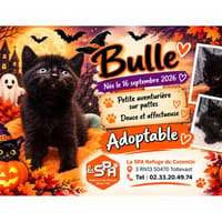 BULLE, chatte à adopter