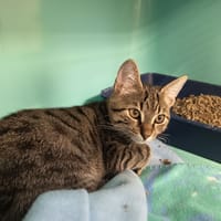 ELIAN C, chat à adopter