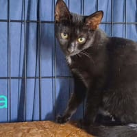 Balia, chatte à adopter