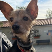 Lolo, chienne à adopter