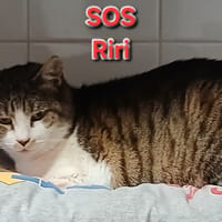 Riri, chat à adopter