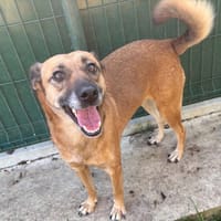 Hyla, chienne à adopter