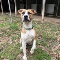 TORTILLA, chienne à adopter