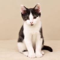 PISTOU, chat à adopter