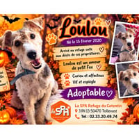 Loulou, chien à adopter