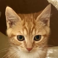 Anglaise, chatte à adopter