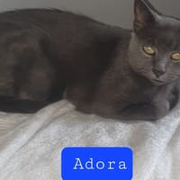 Adora, chatte à adopter