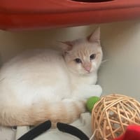 Tommen, chat à adopter