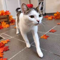 SCÈNE C, chatte à adopter
