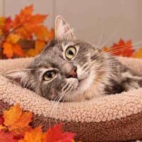STARK C, chat à adopter