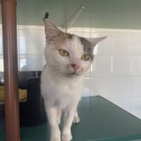 chicorette, chatte à adopter