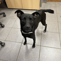 MYSTIC, chienne à adopter