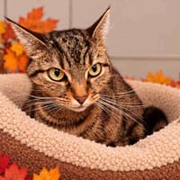 LUNA C, chatte à adopter