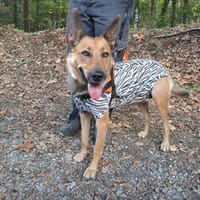 VIVI, chienne à adopter