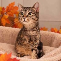JAY C, chatte à adopter