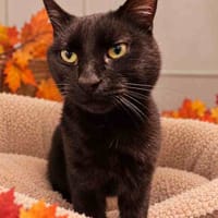 GHOST C, chat à adopter
