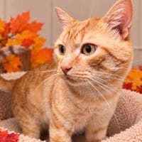 YODA C, chat à adopter