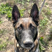 VECKIE, chienne à adopter