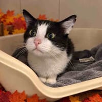 QUI-GON C, chat à adopter