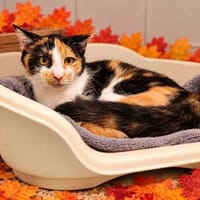 AÉLYS C, chatte à adopter