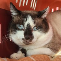 ULYSSE QCT, chat à adopter