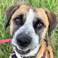 Clyde, chien à adopter