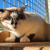 BIDOURIK QCT, chatte à adopter