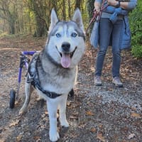 oslo, chien à adopter