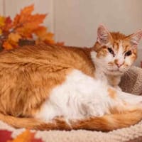 SEPHIROT C, chat à adopter
