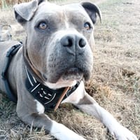 Raffie, chien à adopter