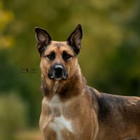 Rocket, chien à adopter