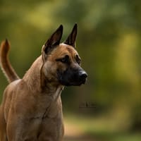 Riley, chien à adopter