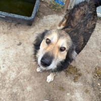 FREDDIE, chien à adopter