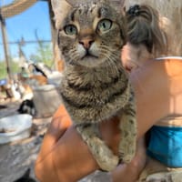 ROSE, chatte à adopter