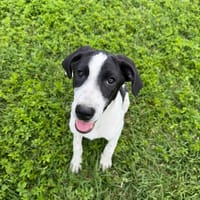 Aida, cane femmina da adottare