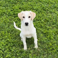 Tosca, cane femmina da adottare