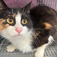 pitchoune, chatte à adopter