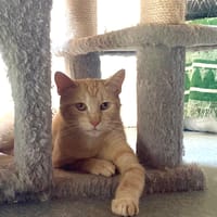 jade, chatte à adopter