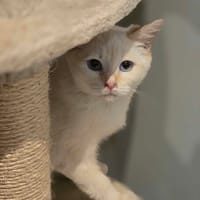 sierra, chatte à adopter