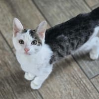 thélio, chat à adopter