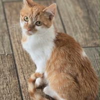 loup, chat à adopter